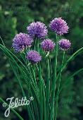 Allium schoenoprasum 'Purple One'